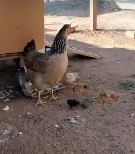1 GALINHA CAIPIRA E 5 PINTINHOS DE GARNIZÉ
