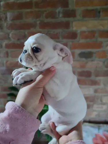 Cachorro Pug Vacinados 