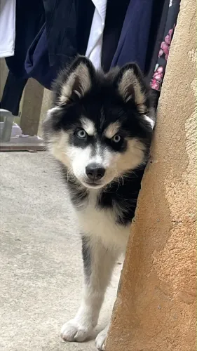 Fêmea de husky siberiano 3 meses