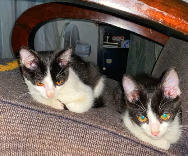 ? Procura-se um lar cheio de amor para 2 gatinhos ?