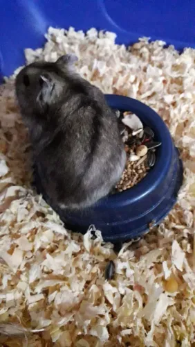 Hamster e gaiola