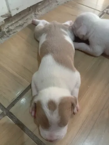 Filhote de Pitbull 
