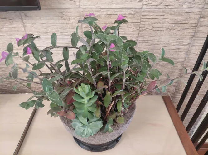 Suculentas 