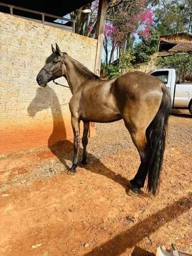 Cavalo Campolina