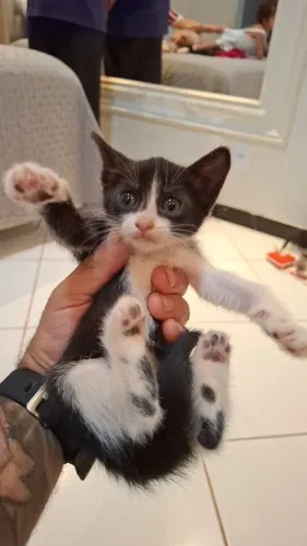 Filhote de gato