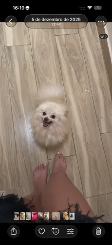 Vendo Lulu da pomerania 1500,00
