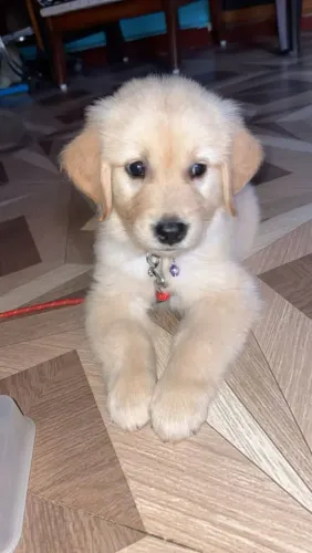 Golden Retriever Um presente que faz qualquer dia ficar melhor
