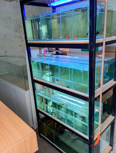 Estrutura metálica bateria expositor de aquário 