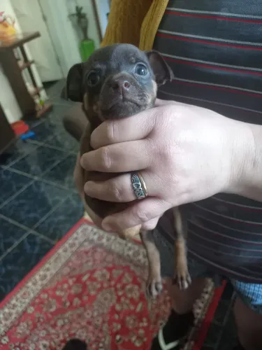 Vendo Pinchers macho