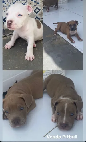 Filhotes Pitbull 350