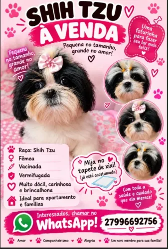 Cachorra shitzu