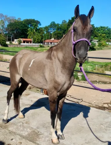 Cavalo Mangalarga Marchador Marcha Picada