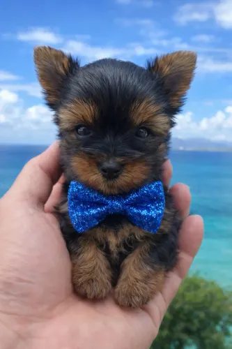 Lindinho baby de yorkshire macho mini ! Garanta já o seu 