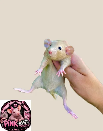 Rato Twister