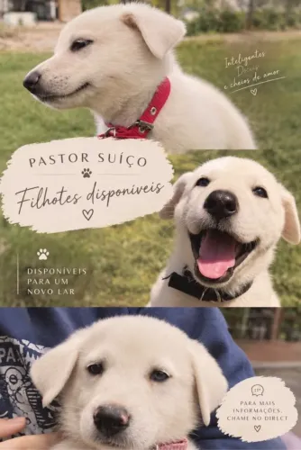 Venda de filhote Pastor suíço 