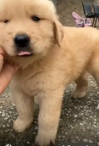 Golden retriever amigavel e carinhoso 
