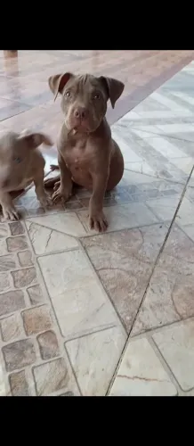 American Bully 
