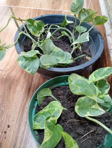 PLANTA GIBOIA BRANCA COM VERDE