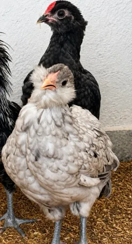 Casal Ameraucana Puro (Com certificado)
