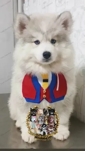 Husky siberiano pelagem Wolly com pedigree