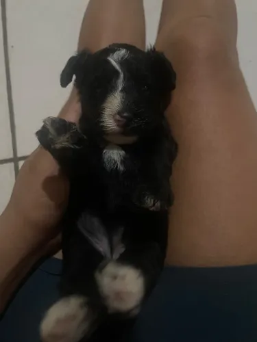 Filhote de poodle