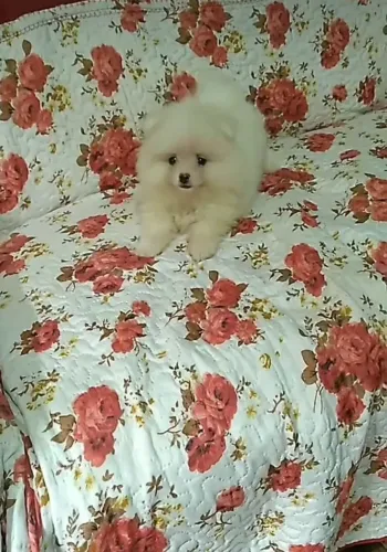 Filhotinho  -  Spitz Alemão Anão  Macho 