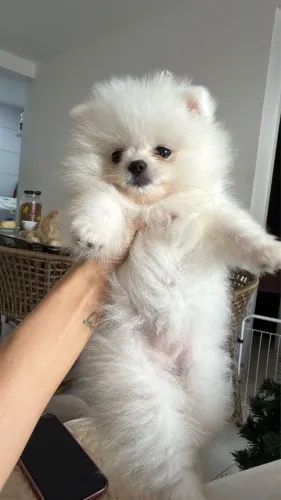 Lulu da pomerania anão 