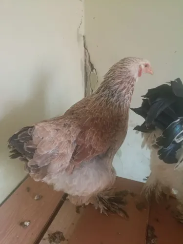 Vende-se uma só galinha Brama