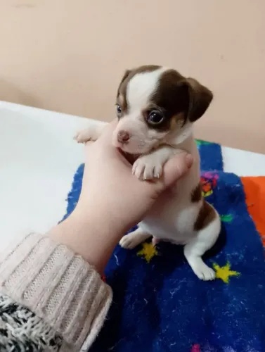 Machinho