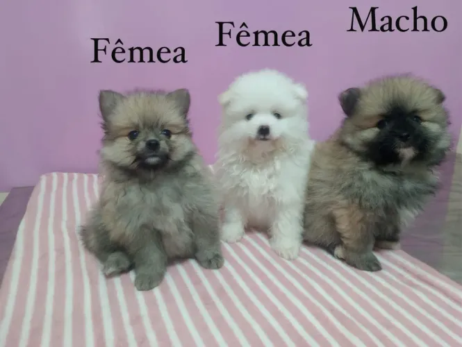 Lulu da pomerania