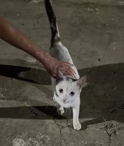 Adoção responsável de gatinha filhote na rua
