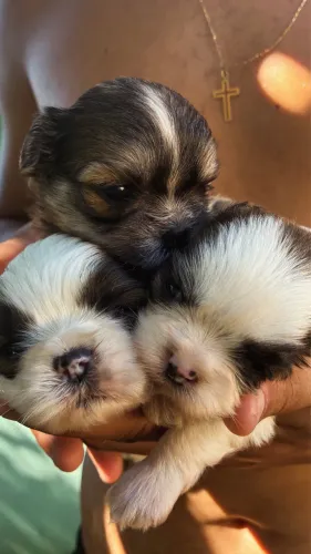 Shih tzu 