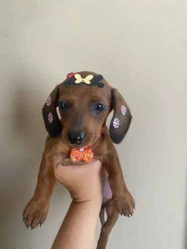 Basset salsicha