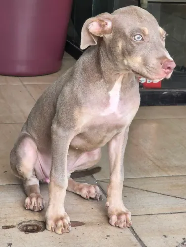 Pitybull femea trililac