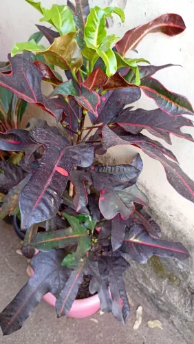 Venda de plantas adultas