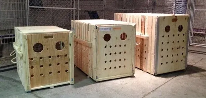 Caixa de transporte para cachorro