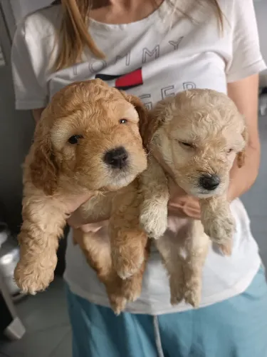 Vendo filhote de poodle puro