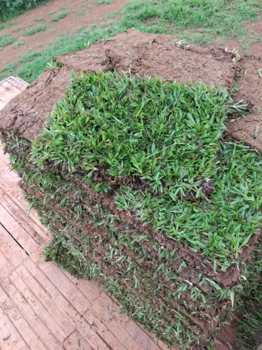 Grama esmeralda,são Carlos e batatais