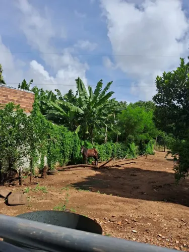 Imóvel para aluguel com 340 metros quadrados com 4 quartos em Vila Irany - Goiânia - GO