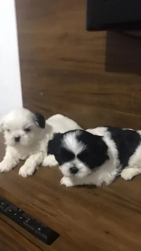 Shih Tzu adorável 