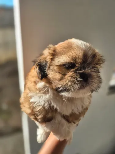 Filhote macho shitzu com lhasa