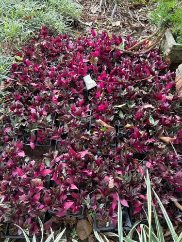 Lambari vermelho 