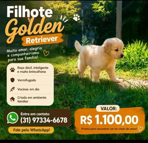 Filhote Golden Retriever Machinho disponível