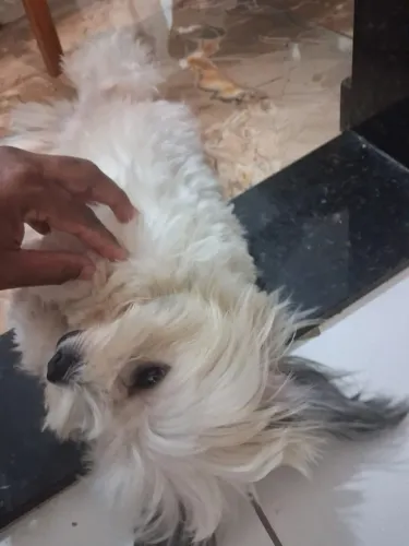 Filhote de Shih Tzu