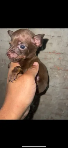 Vendo pinsher macho perfeito 