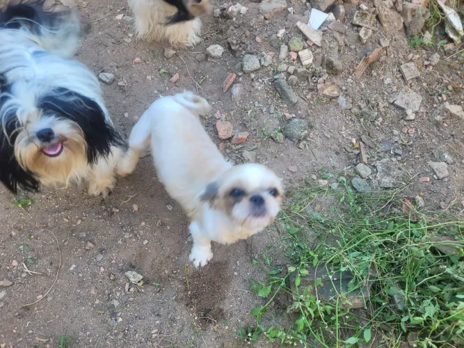 Shihtzu puro