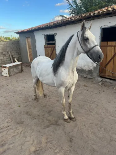 Cavalo Marcha Picada