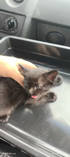 Doa-se gatinho macho filhote