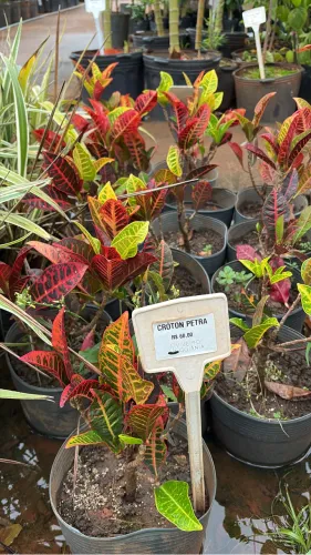 Muda de Croton Petra 