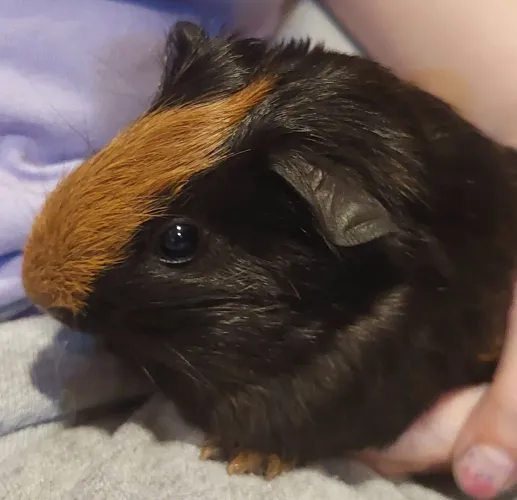 PORQUINHO DA ÍNDIA FILHOTE MACHO